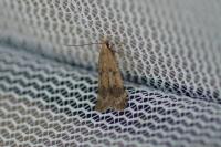 Pexicopia malvella