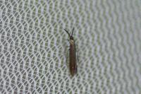 Coleophora mayrella
