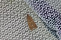 Helcystogramma lutatella