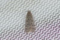 Anacampsis populella