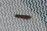 Aproaerema anthyllidella