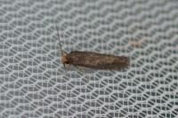 Cephimallota crassiflavella