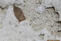 Pandemis heparana