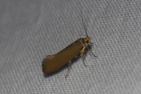 Crassa unitella