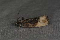 Hedya nubiferana