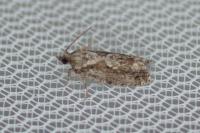 Zeiraphera isertana