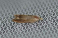 Eucosma