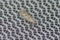 Ptocheuusa paupella