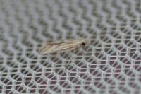 Ptocheuusa paupella