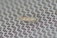 Ptocheuusa paupella