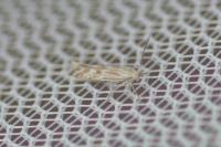 Ptocheuusa paupella