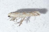 Ptocheuusa paupella