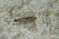 Zelleria oleastrella