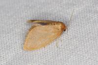 Heterogenea asella