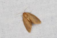 Heterogenea asella
