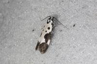 Ethmia quadrillella