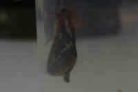 Korscheltellus lupulinus