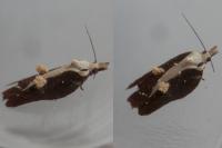 Acleris cristana