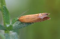 Lathronympha strigana