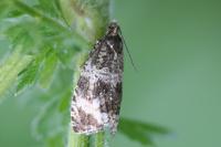 Celypha lacunana