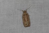 Agonopterix ocellana