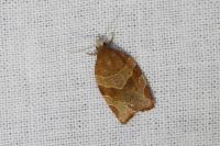 Pandemis cinnamomeana