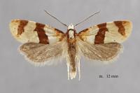 Phalonidia albipalpana