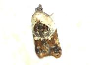 Acleris variegana