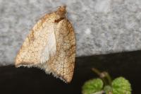Acleris rhombana