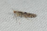 Argyresthia conjugella