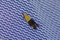 Oecophora bractella