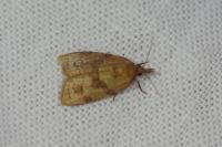 Sparganothis pilleriana