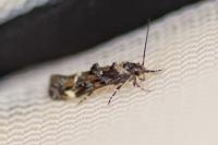 Mompha conturbatella