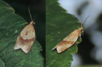 Clepsis consimilana