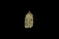 Agonopterix arenella