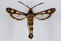 Chamaesphecia empiformis