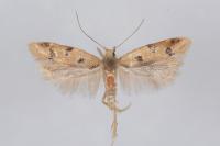 Mesophleps oxycedrella
