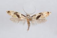 Nemapogon clematellus