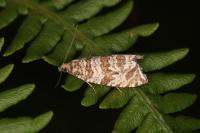 Celypha rivulana