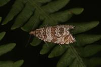 Celypha rivulana