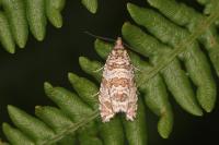 Celypha rivulana