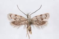 Symmoca orphnella