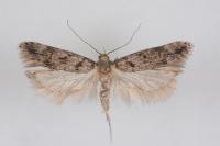 Teleiopsis diffinis