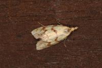 Agapeta hamana