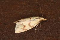 Agapeta hamana
