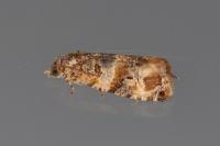 Lobesia botrana