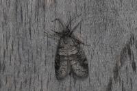 Penestoglossa dardoinella