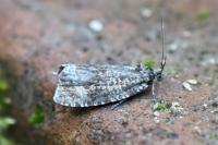 Celypha lacunana