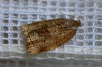 Archips rosana