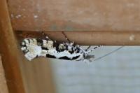 Ypsolopha sequella